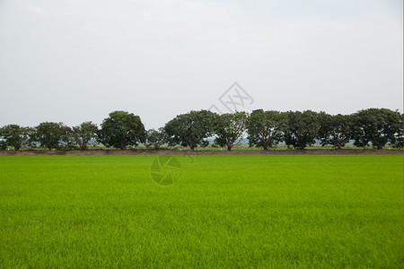 户外培育在稻田种植树木天空不明亮美丽的图片