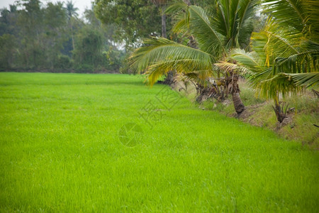 食物绿色环境在稻田种植树木天空不明亮图片