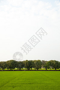 在稻田种植树木天空不明亮环境草场景图片