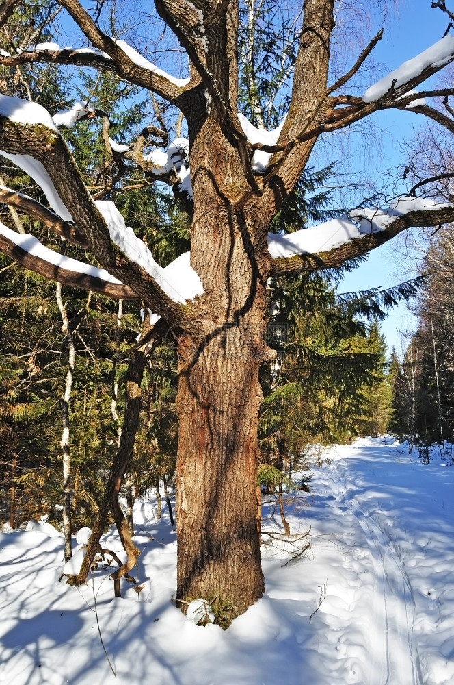 切割旧橡树和滑雪场在俄罗斯寒冬森林橡木追踪图片