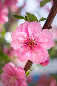 美丽的新鲜粉红羽花开有小滴子降低图片
