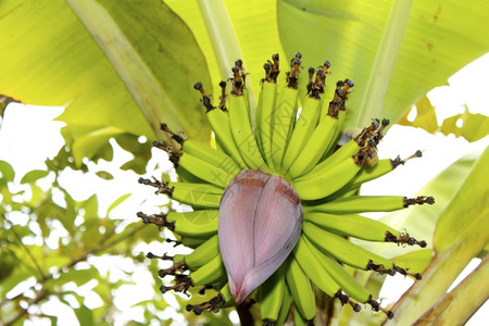 戳香蕉花冒险水果图片