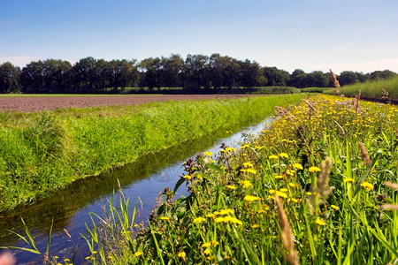 假期荷兰的夏日风景绿色的草地和平静溪流蓝天中蒲公英黄花田春天土地图片