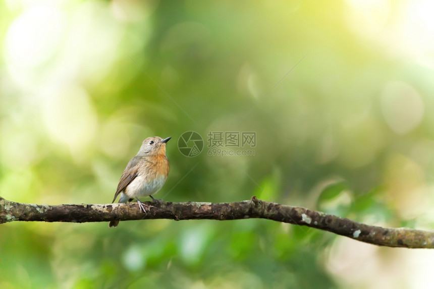 一只红色的猎物正在追逐着泰国NamNao公园BirdMigrationNamNaoNationStatePark背景中被隔离在模图片