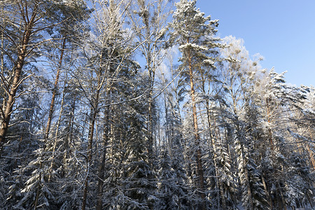 照片拍摄于冬季天雪降后拍攝地面是冬季的雪漂浮着树木水晶美丽的一种图片
