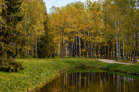 景观云生态被树木环绕的美丽户外公园中的池塘被树木环绕的池塘图片
