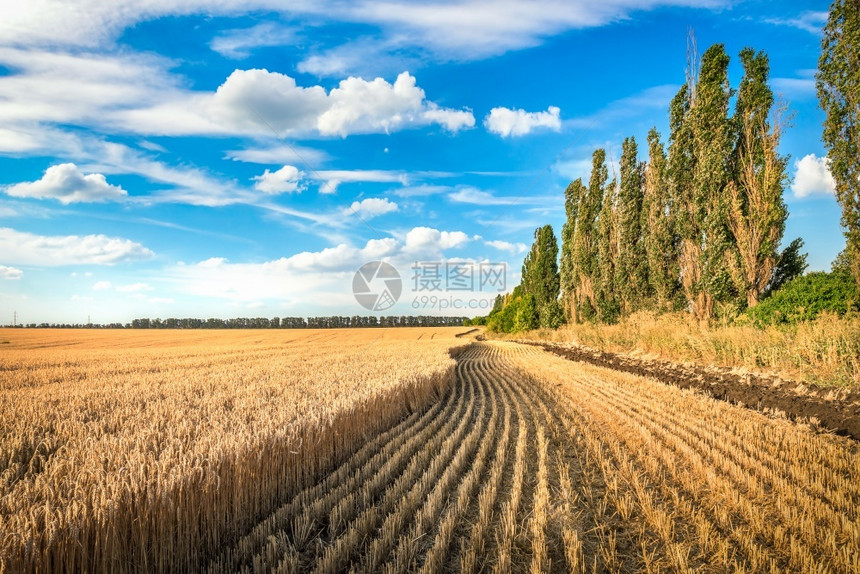农田稻草金子在蓝云天下种植和割除小麦田地在青云的天空下种植图片