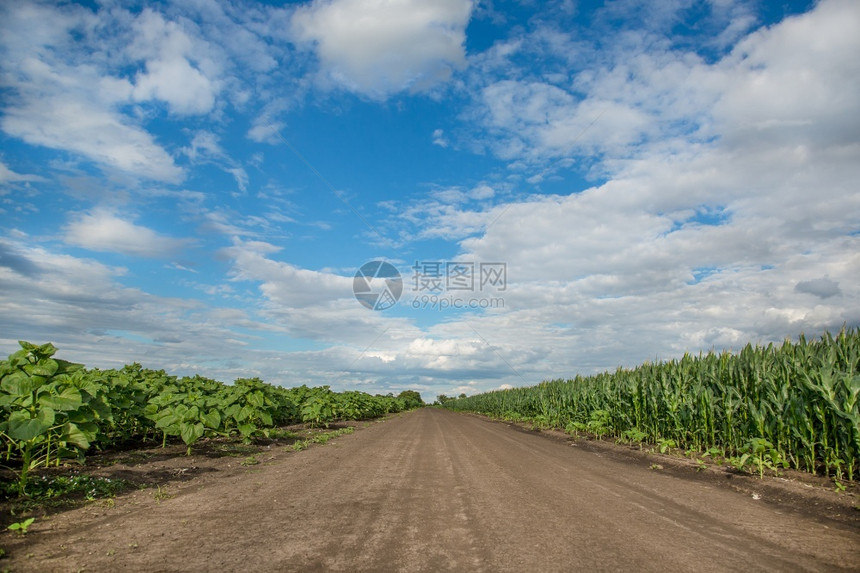 阳光以向日葵和玉米在田间之行进的公路用向日葵和玉米在田间行进的天道上与向日葵和玉米黄色的云图片