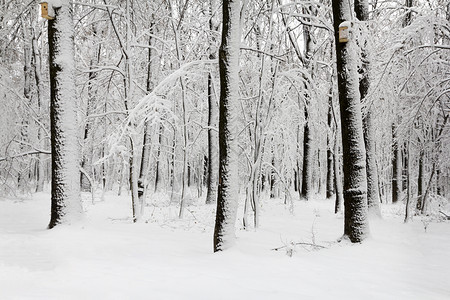 乡村的车道森林里被雪覆盖的树木冬天森林里被雪覆盖的树木景观图片