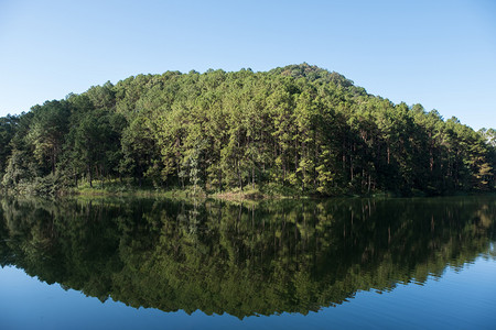 天气从公园水库周围松树林的清净水中反射而来自然户外图片