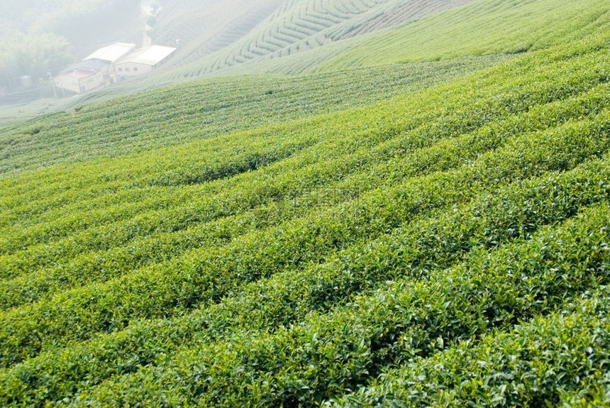 农村栽培健康东亚的茶叶农场图片