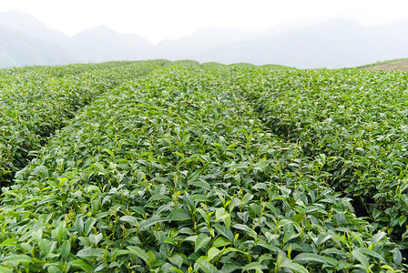绿色喝季节东亚的茶叶农场图片