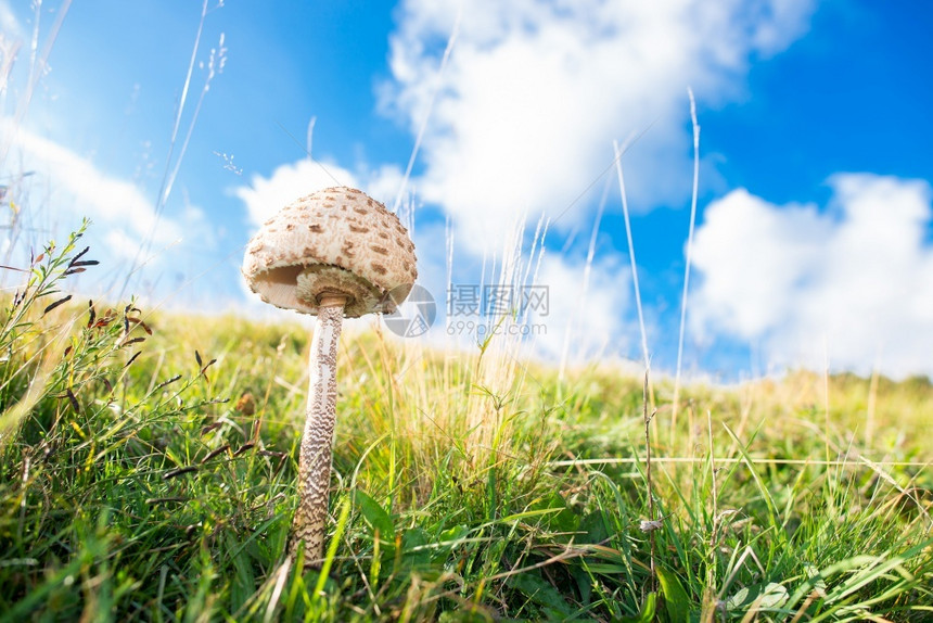 季节花园夏天末在草地中间的蘑菇大利皮奥塔蛋白质季节图片