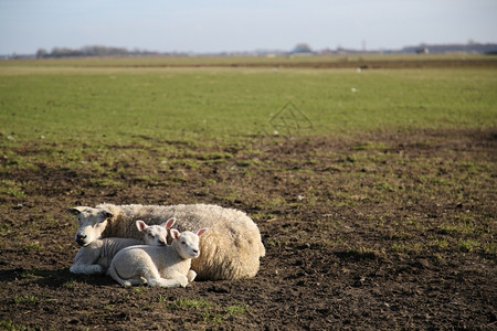 新的特克塞尔草原上新出生的羊羔欧洲如画图片