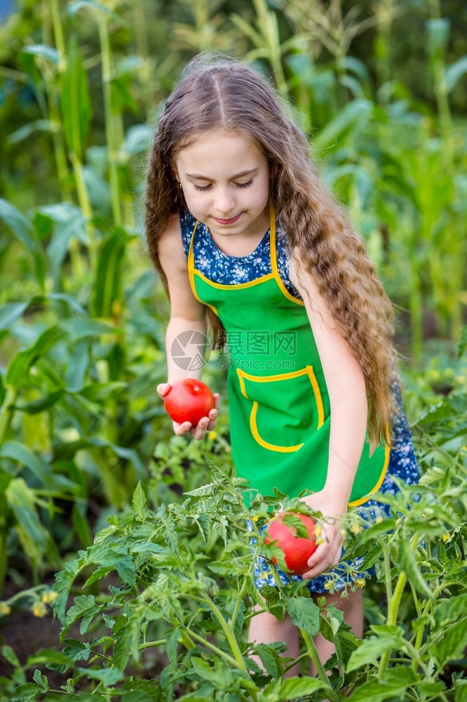 番茄农场里的孩子和蔬菜选择焦点农场里孩子和蔬菜园丁水果图片