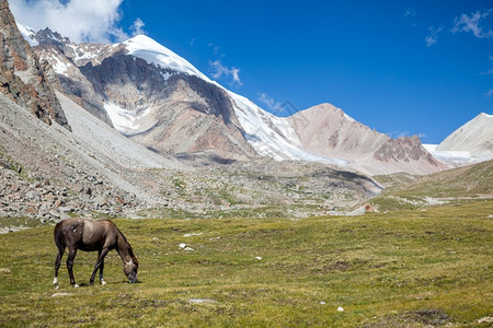 骘板栗风景在高山冰川附近放牧的马匹图片