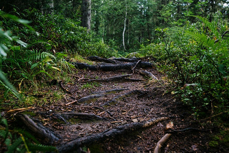 风景缠绕林地绿色森中的泥土足迹野生登山图片
