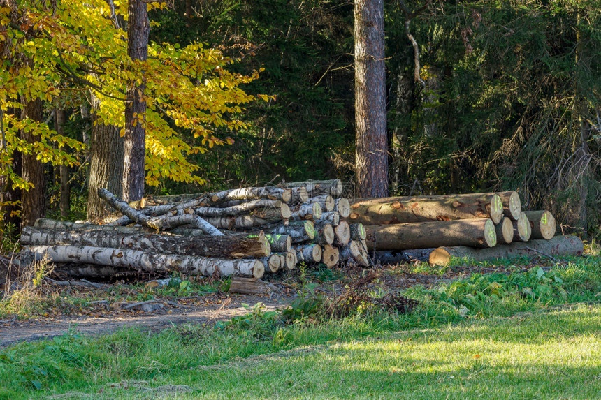 生的结构体森林中采样木柴的堆积图大量原木的景象户外图片