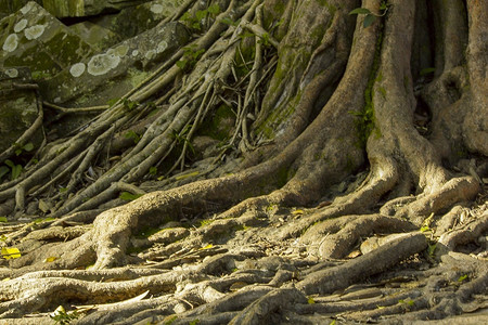 世界树根生长在柬埔寨古老的城堡里砖地标图片