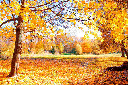 公园里的金色落叶图片