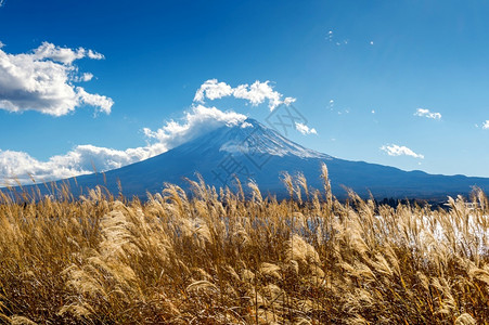 秋季富士山下的芦苇图片
