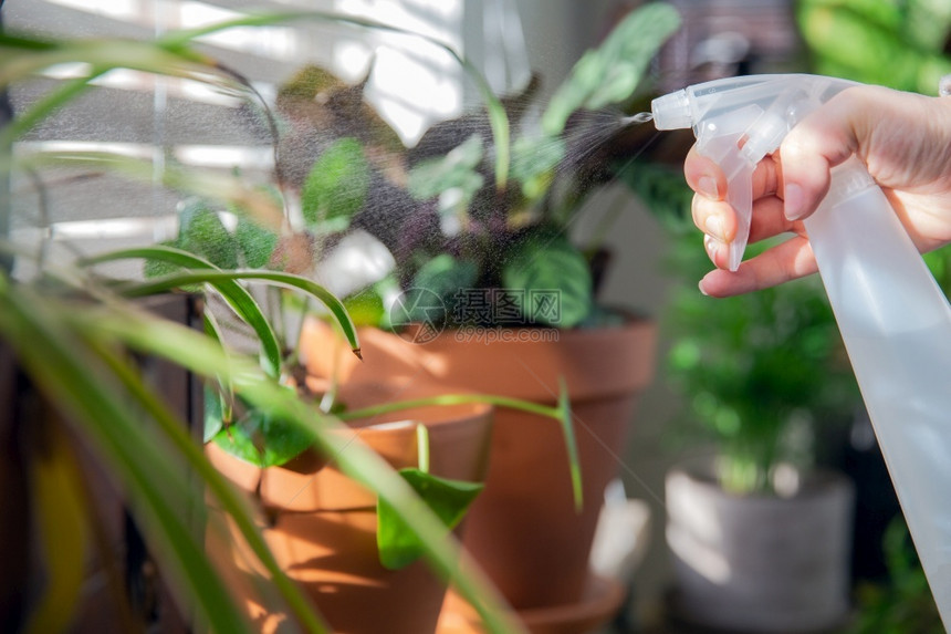 花的盆女手用喷水瓶在窗台上的室内植物喷水照顾温室植物现代内装饰舒适的家女手用喷水瓶在窗台上的室内植物上喷水照顾现代温室植物内装饰图片