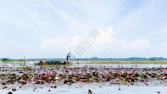 荷花四条屏植物当地渔民正在一条带许多红莲花的湖中船上准备捕鱼器泰国博他仑宋卡湖ThaleNoi水禽公园的乡村生活方式169宽屏当地渔民正在背景