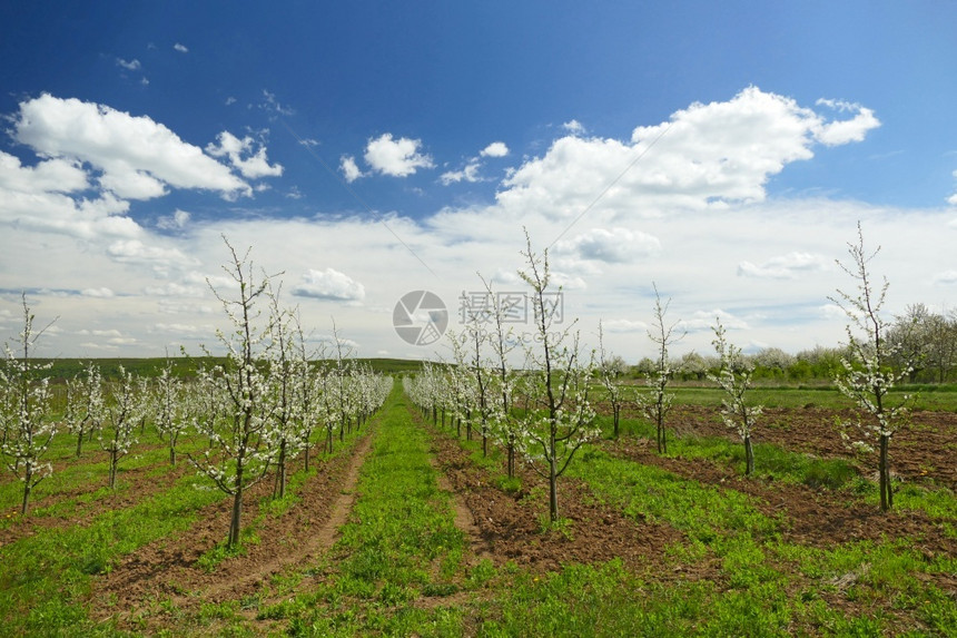 土壤乡村的种植开花苹果树春天开花的幼苗村里农幼苗园春天的果树苗盛开幼水果和浆的种植园成长花生图片
