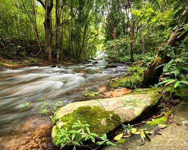 天堂惊人的泰国热带雨林景观有流动河岩石和丛林植物热带雨林景观泰国农村图片