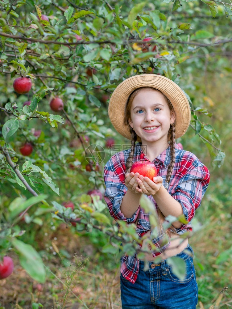果园里收获苹果的小女孩图片