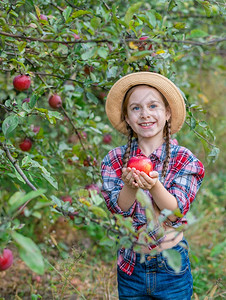 果园里收获苹果的小女孩图片