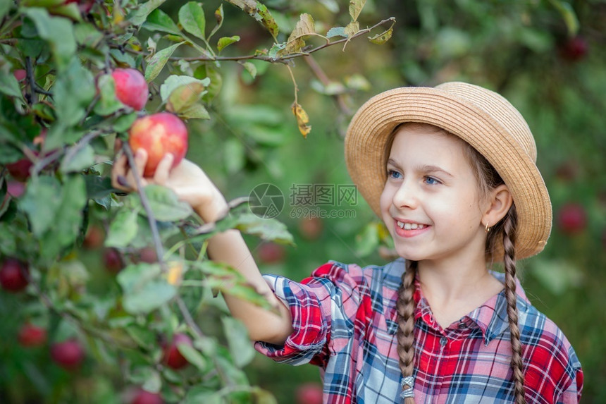 农场果园里采摘苹果的小女孩图片