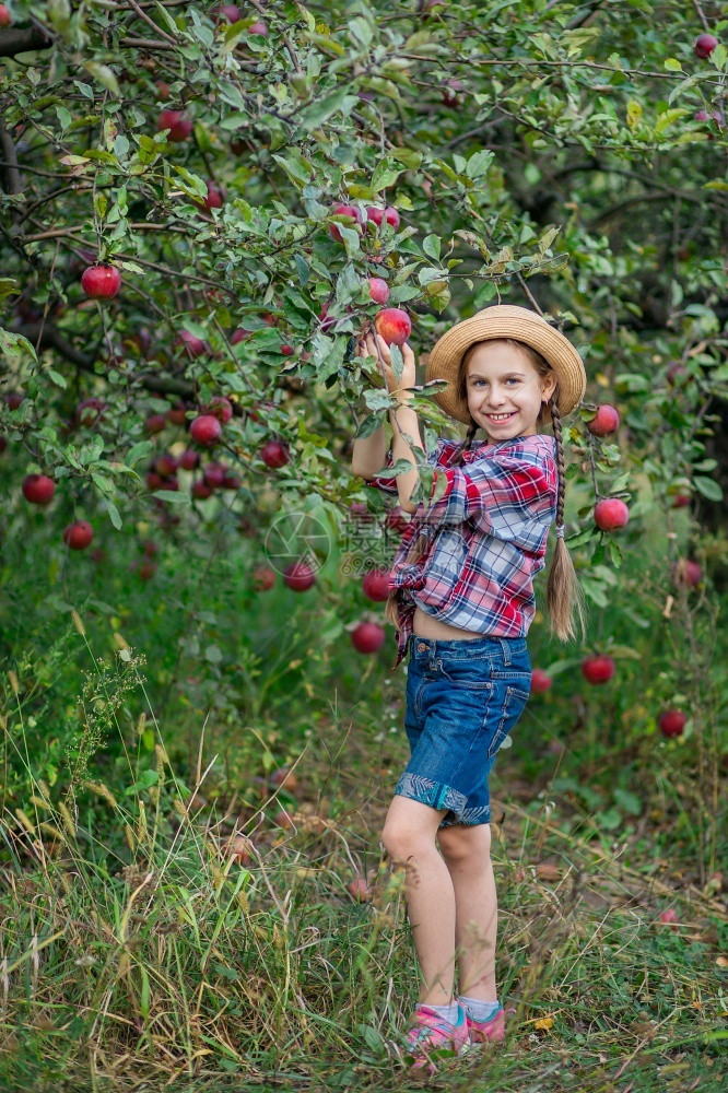 果园里摘苹果的小女孩图片
