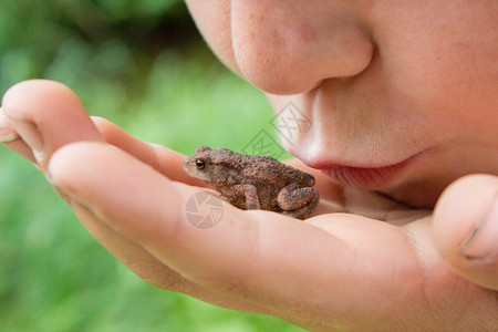 两栖动物孩子亲吻青蛙的手靠近动物嘴唇水疣图片