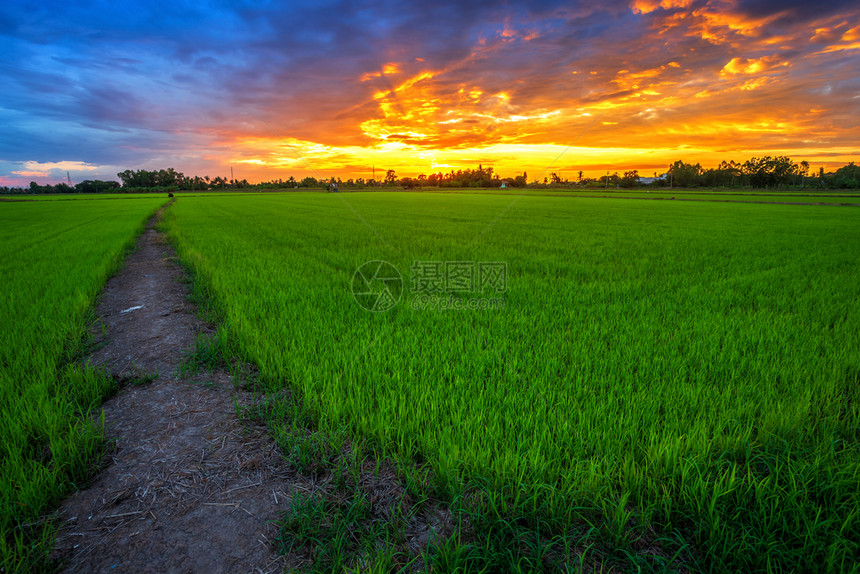 麦田美丽的绿玉米或亚洲玉米种植地日落天空背景的农业收成太阳季节图片