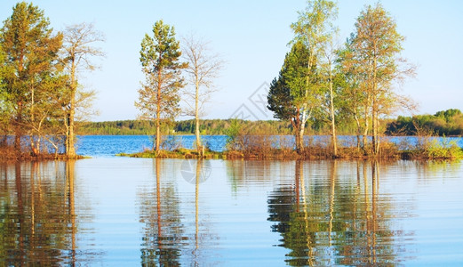 树旅行夏天早上的森林湖在俄罗斯卡雷里亚水图片