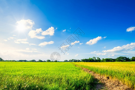 蓝色的绿乡村美丽绿田玉米或亚洲玉米种植地日落天空背景的农业收成图片