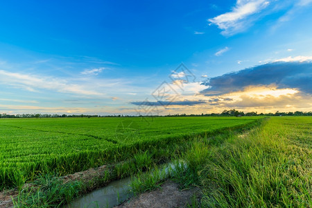 夏天泰国美丽的绿田玉米或亚洲玉米种植地日落天空背景的农业收成草图片