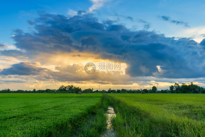景观草地美丽的绿田玉米或亚洲玉米种植地日落天空背景的农业收成图片