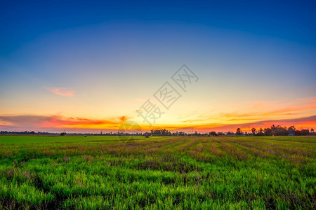 植物自然草地美丽的绿田玉米或亚洲玉米种植地日落天空背景的农业收成小麦高清图片素材