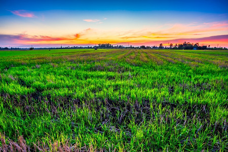 景观美丽的绿田玉米或亚洲玉米种植地日落天空背景的农业收成场草地图片