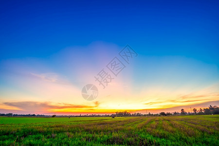 太阳有机的美丽绿田玉米或亚洲玉米种植地日落天空背景的农业收成树图片