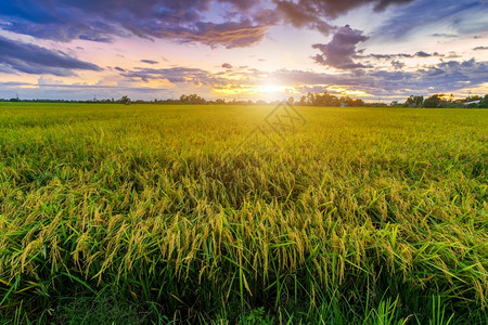 户外植物农场美丽的绿田玉米或亚洲玉米种植地日落天空背景的农业收成景观高清图片素材