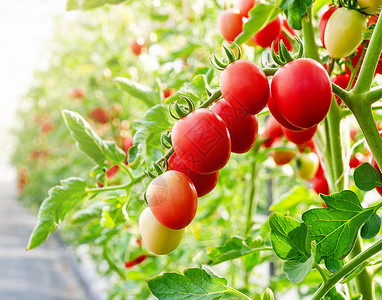 可口李子在温室葡萄树上生长的新鲜纯西红柿橙图片