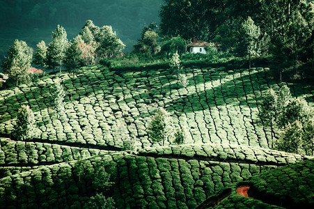 太阳乡村的衬套印度喀拉邦Munnar的阳光明日茶叶种植园风景与树木图片