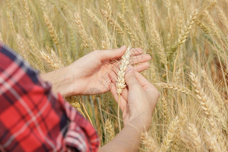 植物女亲手检查大麦水稻示威地块和大麦田背景的农民风优美图片