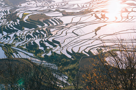 梯田栽培元阳梯田早晨鸳鸯薄雾场地背景