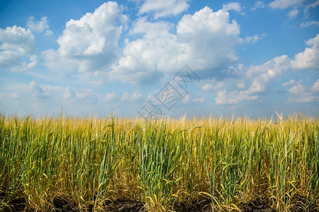 蓝色的晴天自然黄田地谷物作金色田野上的多云天空黄色田地谷物作图片