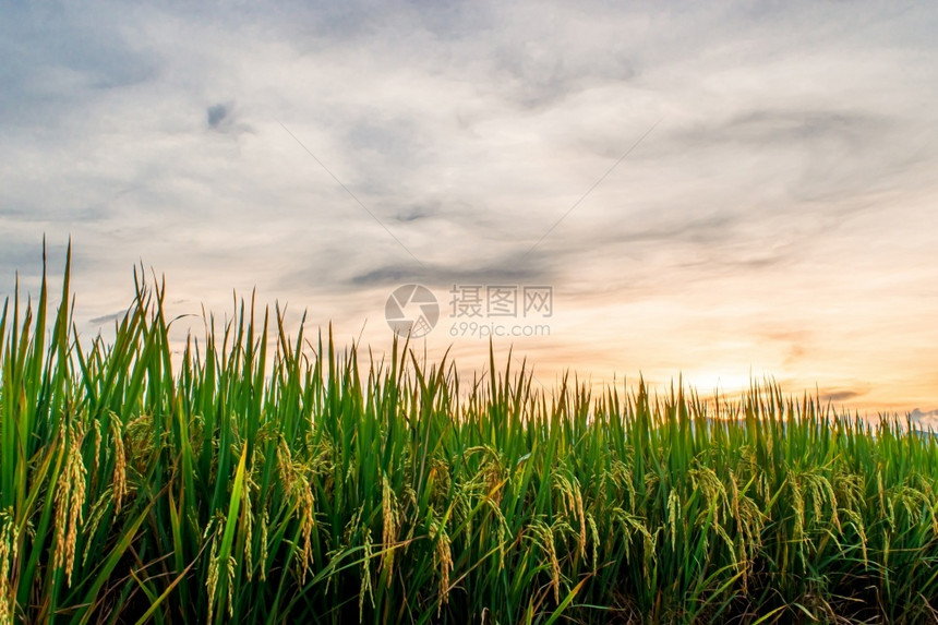 日落时傍晚的稻田和天空背景草食物太阳图片