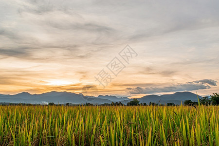 农业日落时傍晚的稻田和天空背景亚洲农场图片